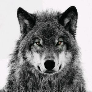 Meet your Posher, Destiny